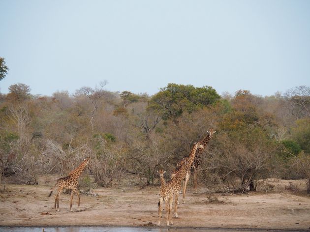 <i>Bij de waterplas komen giraffen samen om te drinken<o:p><\/o:p></i>