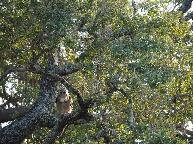 krugerpark-zuid-afrika-2.jpeg