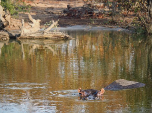 krugerpark-zuid-afrika-24.jpeg