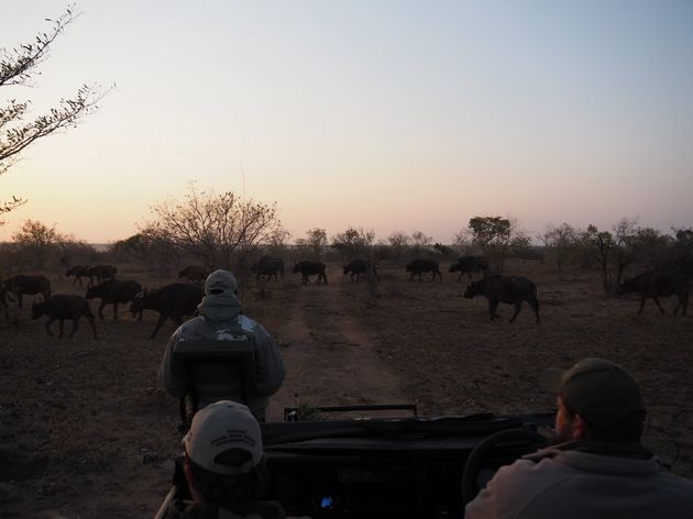 <i>Met zonsopkomst treffen we gelijk honderden buffels!<o:p><\/o:p></i>