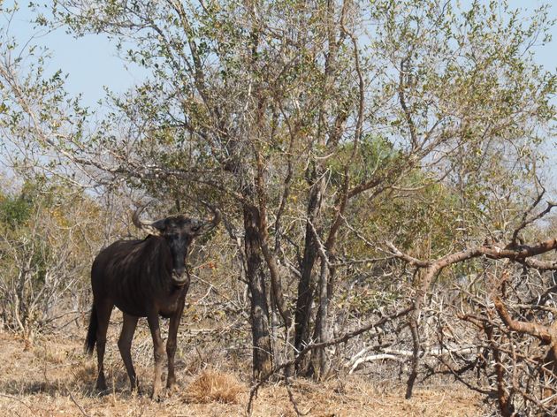 <i>Dit wildebeest probeert te schuilen voor de warme zon<o:p><\/o:p></i>