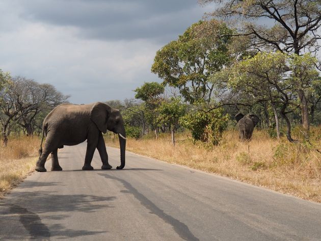 krugerpark-zuid-afrika-6.jpeg