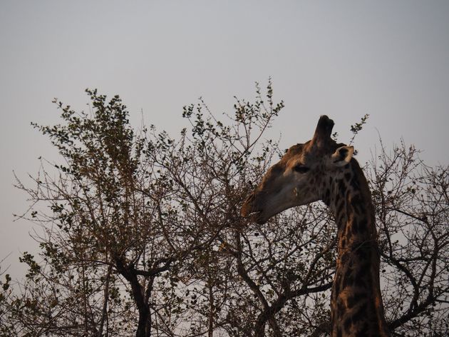 <i>Deze giraffe eet de hoogste blaadjes van de boom<o:p><\/o:p></i>