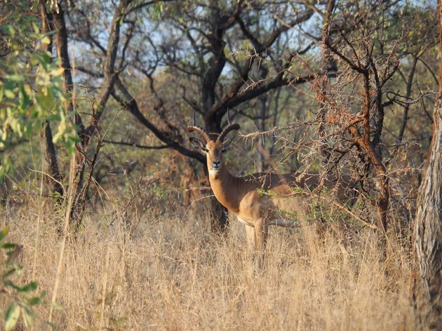 <i>Even later spotten we deze prachtige impala<o:p><\/o:p></i>