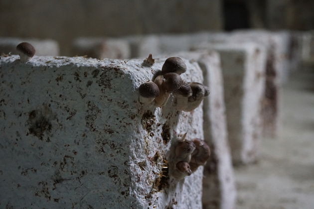 Shiitakes die groeien op balen van gemalen eik, stro en water.