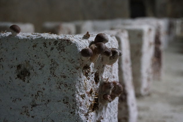 Op vierkante blokken groeien de lekkerste champignons