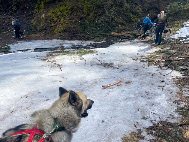 Onderweg worden een aantal grote ijsplaten handig omzeild door de honden