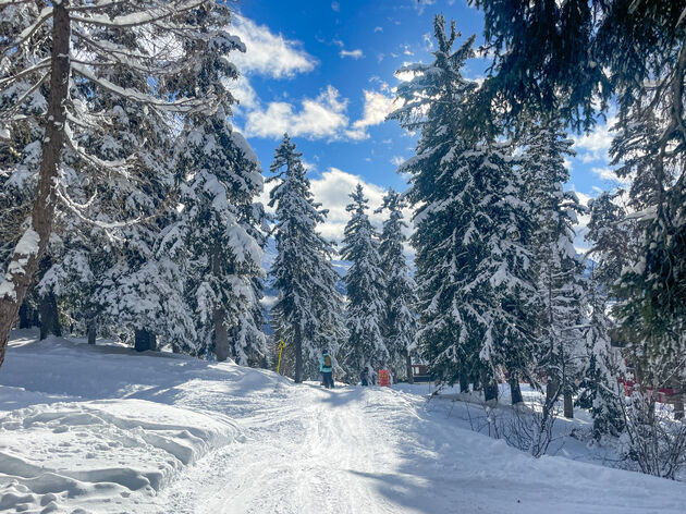 <i>Fijn aan ski\u00ebn in La Rosi\u00e8re; je kunt ook bospaden nemen! </i>