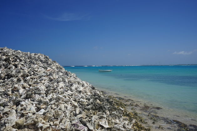 lac-bay-bonaire.jpeg
