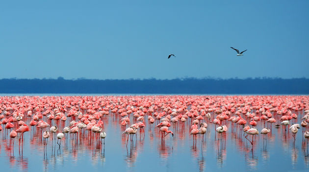 lake-nakuru.jpeg