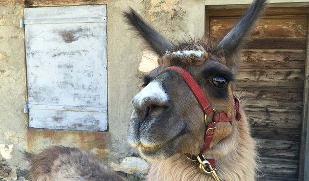 Een eigenwijze lama, maar wel lief