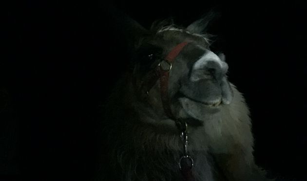 Lama`s blijken `s nachts prima spoorzoekers te zijn