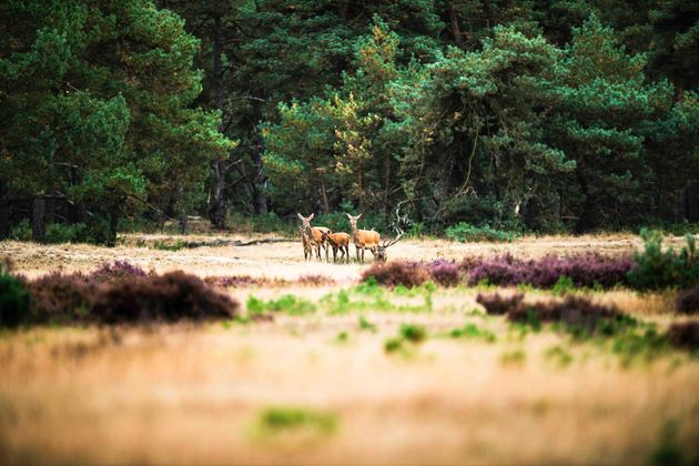 Landgoed de Scheleberg op de Veluwe