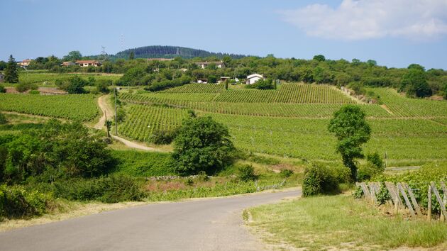 Het landschap in de Bourgogne is nooit vlak en heerlijk om (fluisterstil) te rijden