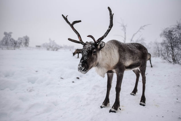 Wat Lapland reizen ook zo bijzonder maken: rendieren spotten! Wat een mooie dieren zijn dat.