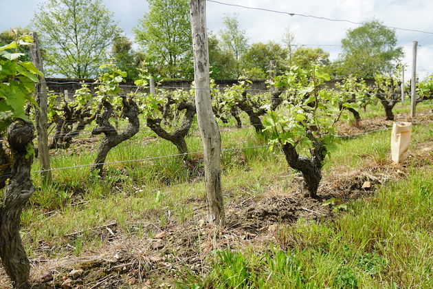 De wijngaarden van Le Clos de l`Epinay liggen allen rondom de oude gebouwen