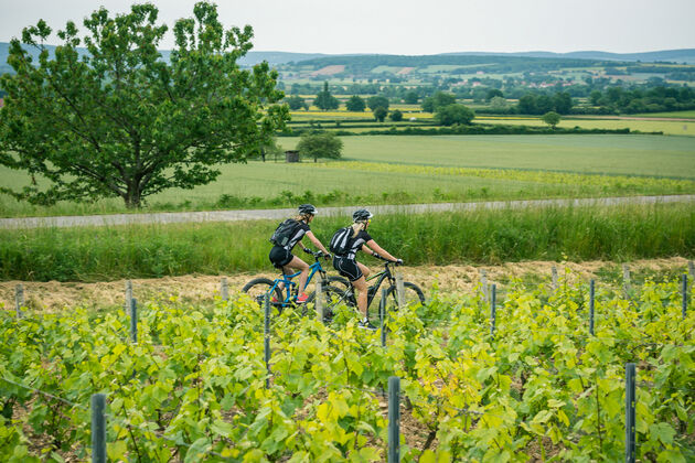 Le Tour du Bourgogne is een waanzinnig mooie fietsroute door de wijnvelden in de Bourgogne