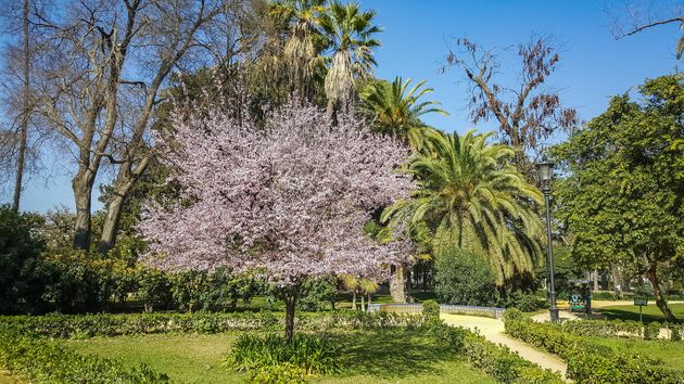 Lente is het perfecte seizoen voor een stedentrip naar Sevilla