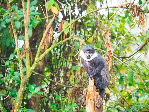 lhoest-meerkat-in-nyungwe-national-park-rwanda.jpeg
