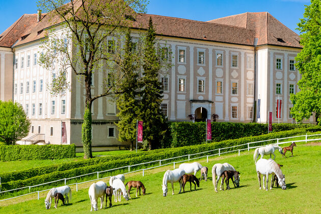 Bewonder de beroemde Lipizzaner paarden in Piber\u00a9 Region Graz - Mias Photoart
