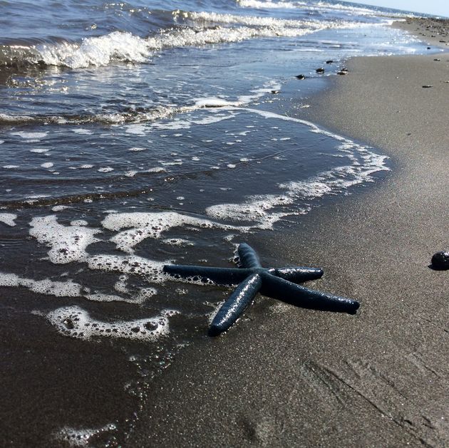 Blauwe zeesterren op een zwart lavastrand!