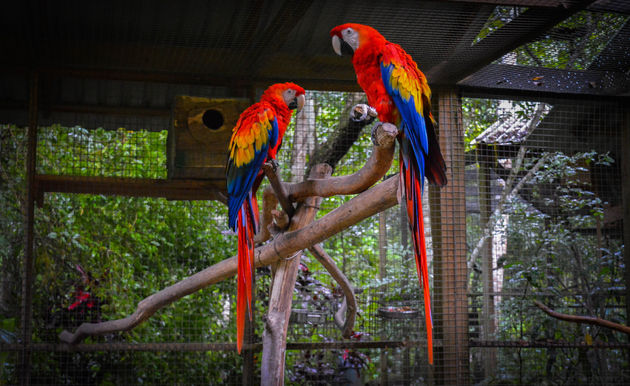 Schitterende papegaaien