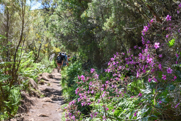 Op Madeira vind je 3.000 kilometer aan wandelpaden