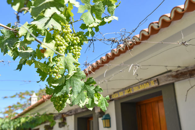 Druiven voor de Madeira wijn hangen te rijpen rondom de huisjes