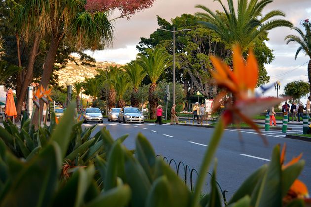 Funchal in bloei