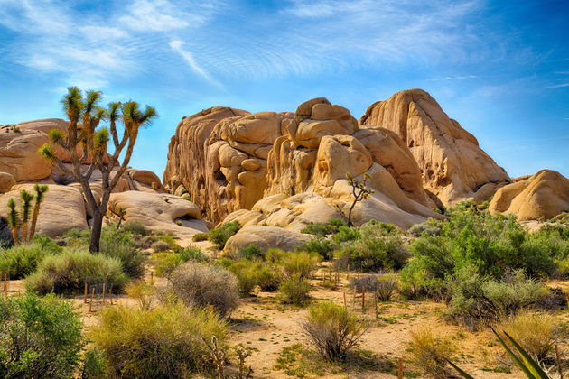 De beroemde Joshua Tree in de Majove Woestijn.Afbeelding - Adobe Stock:\n<span class=\