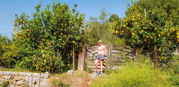 Boomgaarden vol citroenen