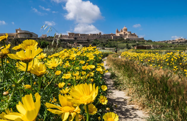 malta-bloemen.jpeg
