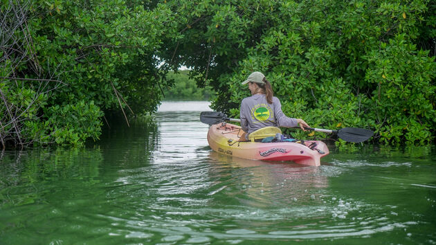 mangrove-muggen.jpeg