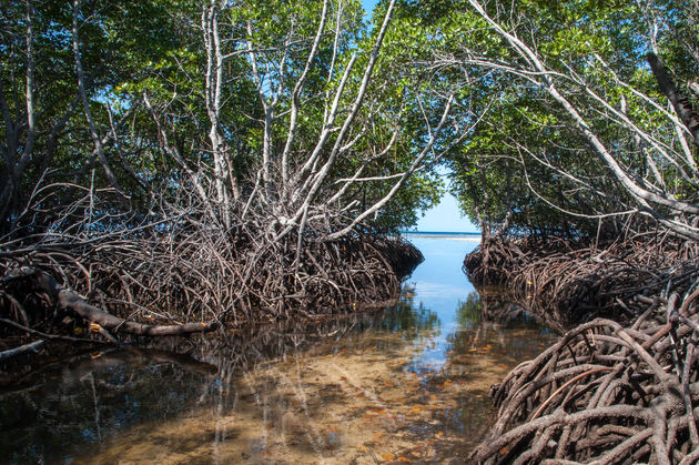 Huur een kajak en ga het mangrovebos van Nusa Lembongan in\u00a9 salparadis - Adobe Stock