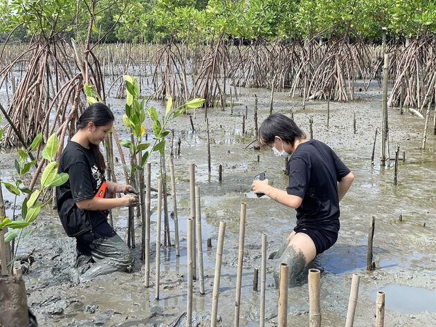 Mangrovebossen thailand planten