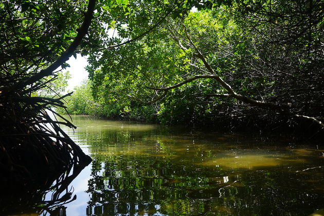 Er zijn verschillende `mangrove-tunnels` waar je doorheen kunt kano\u00ebn.