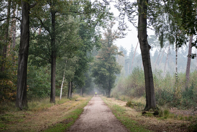 `s Morgens vroeg is het lekker rustig in het bos