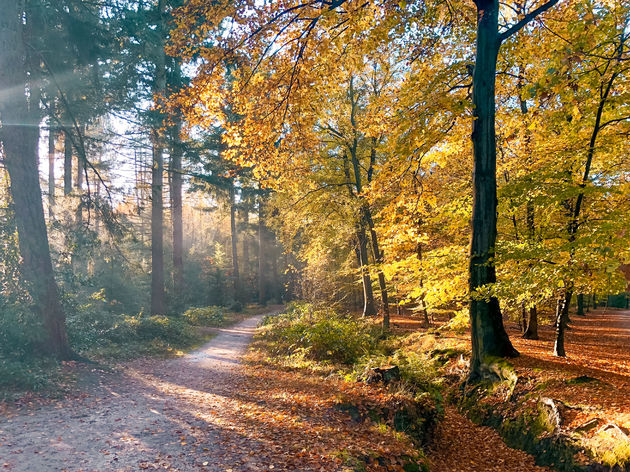 Maar het mooiste seizoen in het bos is en blijft de herfst