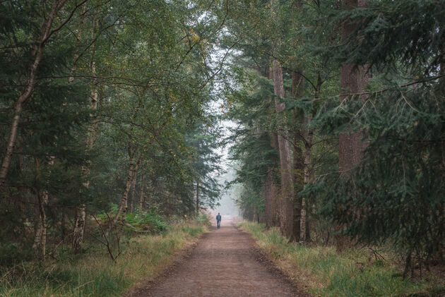 Deze bomen werden gebruikt voor zeilmasten, waar het bos naar vernoemd is