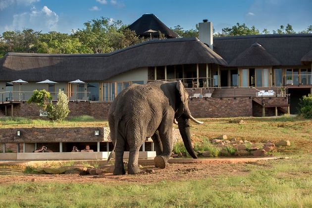 Olifant voor de Mhondoro Game Lodge