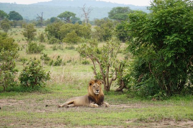 De leeuw: de koning van het dierenrijk (en ook van Mikumi National Park in Tanzania)