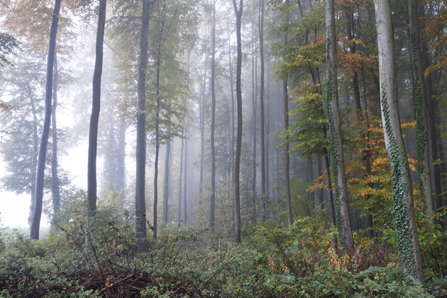 De mist tussen de bomen maakt het Hallerbos mysterieus