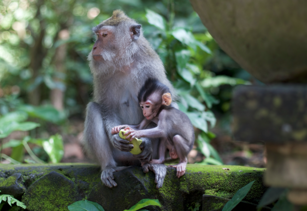 Aapjes kijken in Monkey Forest Ubud