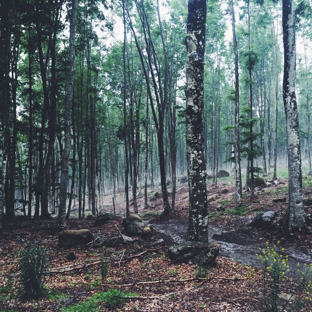 In de regen ziet het bos van Monte Amiata er nog veel mooier uit!