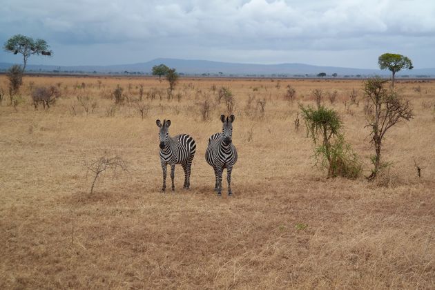 De Serengeti in Tanzania heeft een van de grootste dierenpopulaties ter wereld