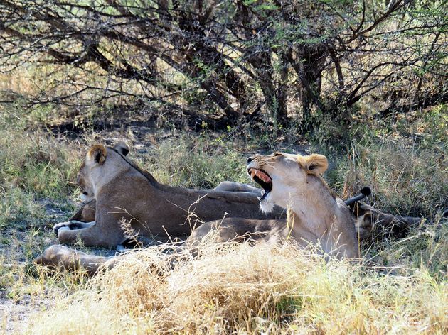 moremi-game-reserve-1.jpeg