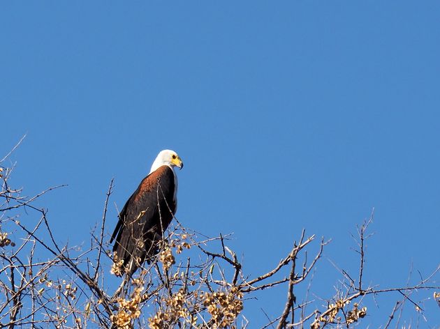 moremi-game-reserve-10.jpeg