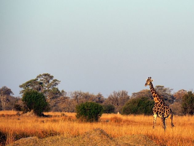 Een dier dat je ook echt niet wilt missen tijdens een safari is de giraffe!