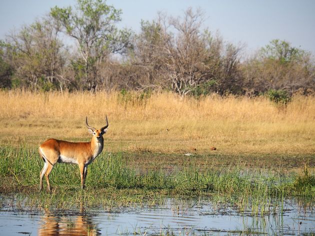 De moerasantilope doet zijn naam eer aan en spot je vooral in de moerassen van de Okavango delta.
