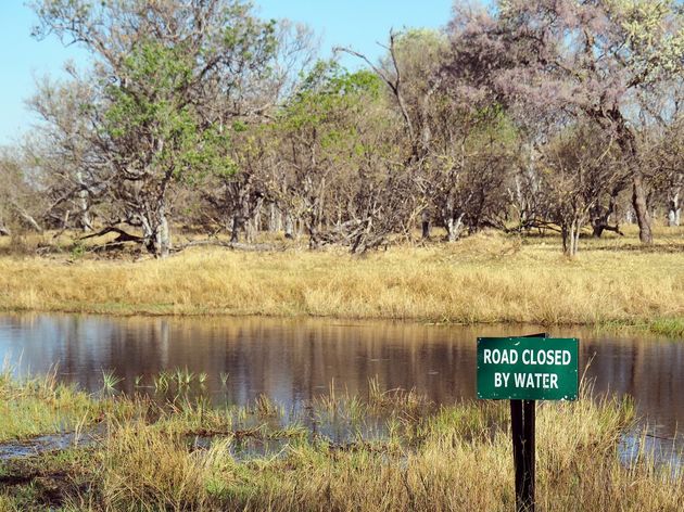 moremi-game-reserve-15.jpeg